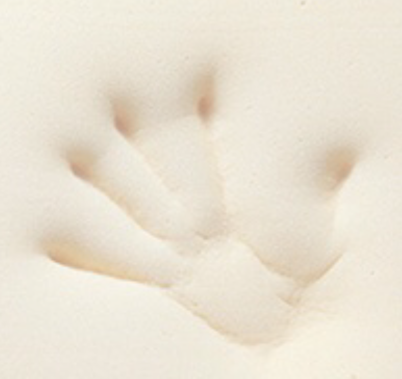 �e���s���[���̑f��